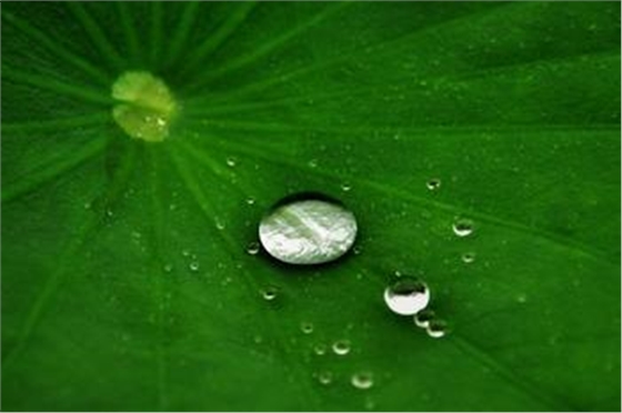 荷葉膜技術 荷葉膜技術